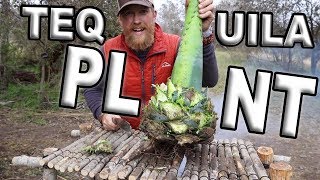 Catch And Cook AGAVE Edible Plants  Day 19 Of 30 Day Survival Challenge Texas [upl. by Meehar]