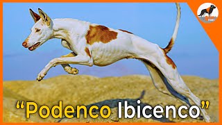 quotEl Podenco Ibicenco Elegancia y Patrimonio Vivo 🌟🐾quotpodenco podencoibicenco perros [upl. by Elvie210]