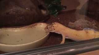 How Leopard Geckos Drink Water [upl. by Limay]