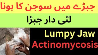 Actinomycosis  Lumpy jaw  Big jaw  Luti daar jabra in goatsheepcowbuffalo  Dr Muhammad Saif [upl. by Bremble378]