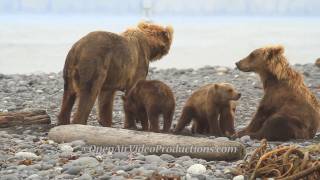 Alaskas Great Kodiak Bears  Ayakulik Adventures [upl. by Adnav]