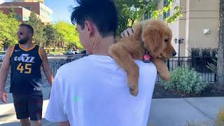 VLOG 12 HOW PEOPLE REACT WHEN THEY MEET A GOLDEN RETRIEVER PUPPY [upl. by Assyla]