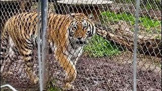 Tigers at Catty Shack Ranch Wildlife Sanctuary FL [upl. by Consolata]