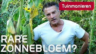 Waarom vertakt de zonnebloem soms  Tuinieren in de herfst  Tuinmanieren [upl. by Hteboj]