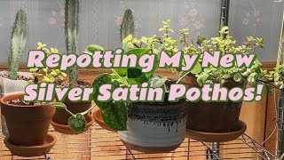 Repotting My New Silver Satin Pothos [upl. by Avictor502]