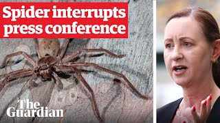 Huntsman spider crawls on health minister during Covid press conference in Queensland Australia [upl. by Radack]