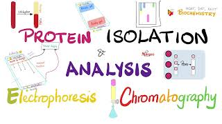 Protein Isolation Electrophoresis Isoelectric Focusing Chromatography amp Protein Analysis 🧐 🧪 [upl. by Jacklin]