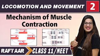 Locomotion and Movement 02  Mechanism of Muscle Contraction  Class11NEET RAFTAAR [upl. by Kathryne786]