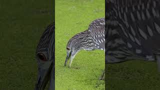 Watch This Bird Use a Genius Trick to Catch Fish shorts [upl. by Evey]