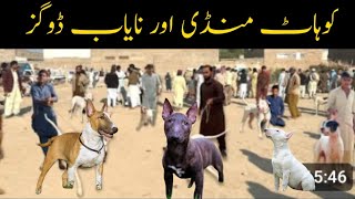 Pakistan biggest nd special dog marketPakistan dog mandidogbarkingsounds [upl. by Asert]