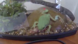 Green Tree Frog eats mouse [upl. by Ellebana]