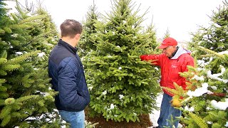 How to Pick the Best Christmas Tree [upl. by Lymann]