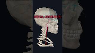 Internal Carotid Artery medshorts mbbsanatomy humananatomy humanbody medicom [upl. by Conard880]