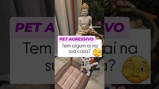 Como melhorar o comportamento do pet agressivo [upl. by Asile653]