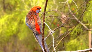 Crimson Rosella Platycercus elegans  Pennantsittich 3 [upl. by Furey]