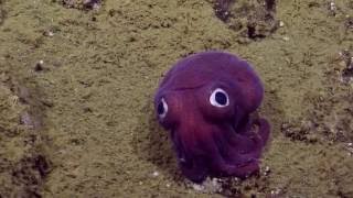 Googlyeyed Stubby Squid  Nautilus Live [upl. by Aserej847]