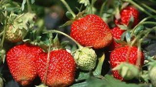 How to Grow Strawberries Organically  Complete Growing Guide [upl. by Ikim]