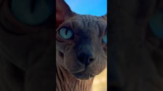 Blue Eye Sphynx Cat we just become best friends BugAndTip I just Subscribed to you trending [upl. by Hewes128]