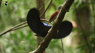 Birds of Paradise Magnificent Riflebird [upl. by Sirrep991]