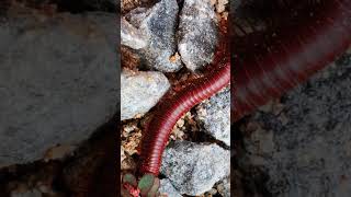 Millipedes Feeding 3millipede nature frog babyanimals [upl. by Lyda]