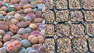 SUB How to repot Lithops seedlings safely [upl. by Antoinette350]