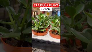 CRASSULA OVATA PLANT in IKEA Money Tree crassula plant ikea money tree shorts viral trend [upl. by Ennail525]