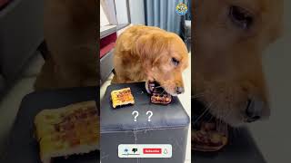 🤯 Genius Dog MindBlowing Tricks amp Funny Moments 🐶😂 [upl. by Anitsyrhk87]