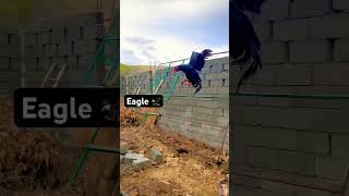 Eagle Feathers shorts rooster viralvideo youtubeshorts pets viral birds [upl. by Aihseuqal913]