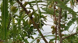 Loaded Amloki Amla in South Florida [upl. by Ahsaetan]