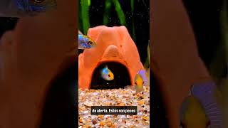 Peces ramirezi shortsviral peces acuariofilia shortvideo acuaticos acuario acuarofilia [upl. by Denae]