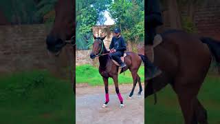 Day30🌻Do subscribe youtube youtubeshorts youtubevideo horseriding foryou subscribe fyp zanu [upl. by Essyla]