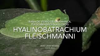 Hyalinobatrachium fleischmanni  Rana de vidrio de Talamanca  Fleischmann´s glass frog [upl. by Anthea]