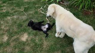 Black Goldador puppy playing with Golden Retreiver [upl. by Heise222]