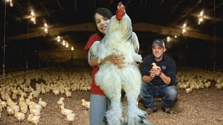 These Are The Calmest Chicken Breeds For Kids [upl. by Ysac]