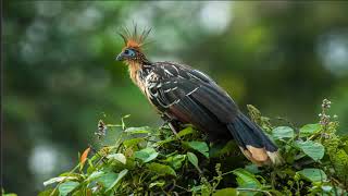 Hoatzin Bird Compilation and Mix [upl. by Amiaj]