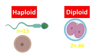 What are Haploid and Diploid Cells [upl. by Airdnassac]