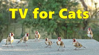 Cat TV 4K  Birds for Cats Bedlam [upl. by Areval]