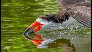 Skimming by Black Skimmers  Baby Skimmers [upl. by Ahseena116]