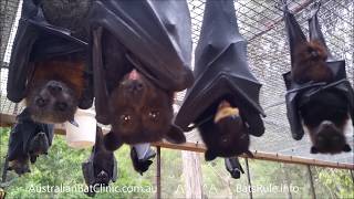 Australian rescued Bats  Rehab  Bat Megabat Flyingfox Fruit bat in care 💕🦇 [upl. by Arbas]