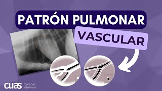 Patrón Vascular 🫁 en Radiografía Torácica ☢️ de Pacientes en Veterinaria de Pequeños [upl. by Ahon]