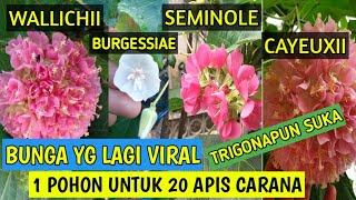 Cara Perbayakan Bibit Dombeya [upl. by Ursuline]