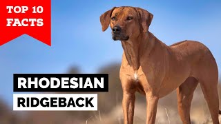 Rhodesian Ridgeback  Top 10 Facts [upl. by Collette]