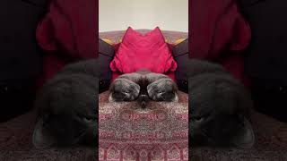 Meeting a two headed cat meangirls sister twins acting cat catvideos funny catsrule [upl. by Mikey]