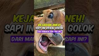 Sapi Kurban Ini Kebal Golok sapi qurban iduladha aneh faktaunik shorts [upl. by Orin358]