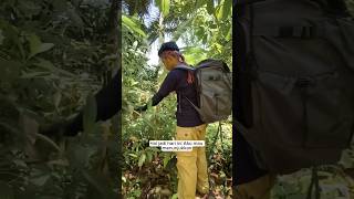 Kalau tanaman yang kalian ketahui apa nih Sahabat Hikemore Coba tulis dikolom komentarshortsvideo [upl. by Ninette]