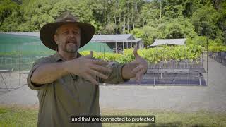 Restoring the ancient Daintree Rainforest in Australia with Rainforest Rescue [upl. by Ahsekel]