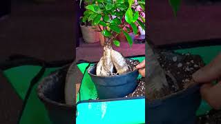 Replanting Ginseng Ficus  Indoor Gardening [upl. by Theodor936]