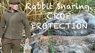 Rabbit Snaring Crop Protection [upl. by Isied]