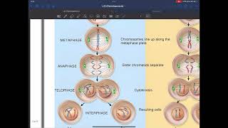 Gametogenesis  Embryology  2024 [upl. by Hsakiv]