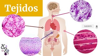 Tejidos Básicos del Cuerpo Humano  Tipos y Clasificación  Histología [upl. by Ayifa]